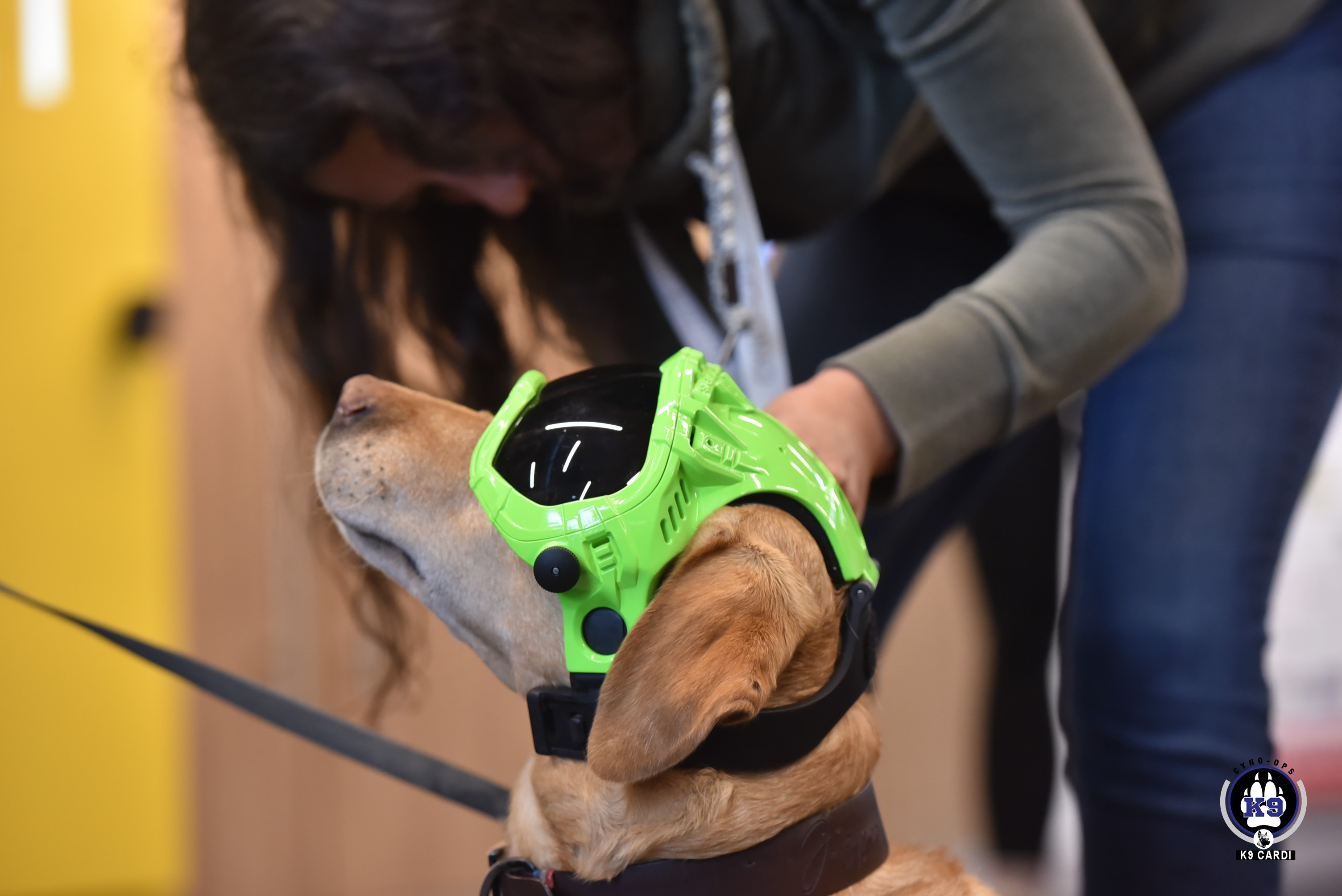 Équipement unité cynophile : les indispensables pour une équipe K9 opérationnelle